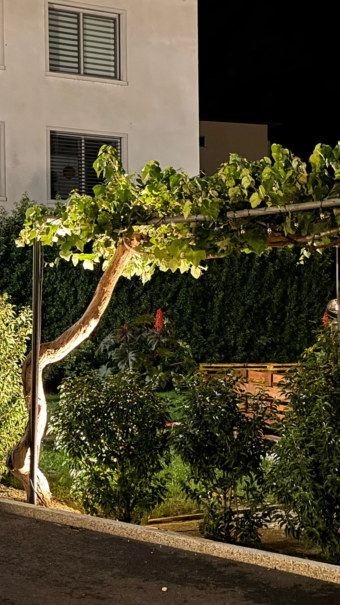 Beleuchtete Weinlaube im Garten des Restaurants Wasserfall